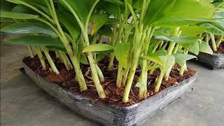 How to fertilize the banana plant to grow it to produce fruit​​​​​​  agri cambo [upl. by Erusaert713]