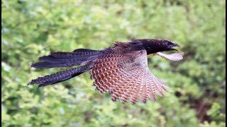 The Behaviour of the Pheasant Coucal  Townsville Australia [upl. by Tsepmet]