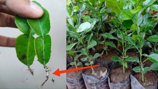 How to propagate Kaffir lime by leaves simple and effective [upl. by Noyart]