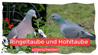 Hohltaube und Ringeltaube sicher und einfach unterscheiden [upl. by Acinat]