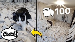 We Made a Room of Toilet Paper The Cat Has Gone Mad [upl. by Llet]