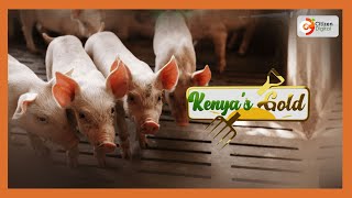 Kenyas Gold  Kericho farmer prospering from pig farming [upl. by Nierman880]