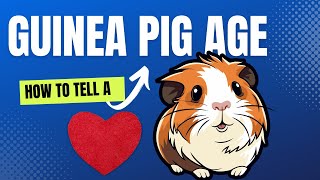 How to Tell a Guinea Pigs Age [upl. by Riley467]