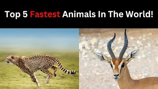 Top 5 Fastest Animals in the World [upl. by Kcirredal]