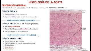 Histología de la Aorta [upl. by Lange415]