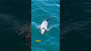 5 Fascinating Facts About Hectors Dolphin 🐬  Worlds Rarest Marine Mammalquot [upl. by Ofloda]