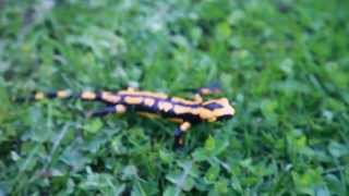 Feuersalamander im Harz  seltene und geschützte Tierart  Teil 1 Salamandra salamandra [upl. by Rein69]