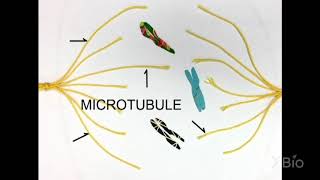 What is Mitosis [upl. by Esertak]