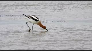 American Avocet Pair Feeding at Sacramento National Wildlife Refuge 2024 [upl. by Web]