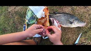 Trolling for Redfin at Burrendong Dam [upl. by Jasper992]