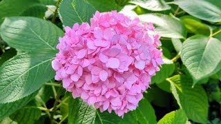 NO BLOOMS ON HYDRANGEAS 6 REASONS [upl. by Llertnor934]