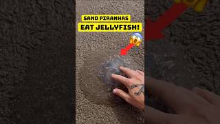 Sand Piranhas Eat Jellyfish I Rescued shorts [upl. by Yrakaz]