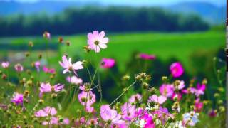 Flowers  Video Background HD 1080p [upl. by Toh]