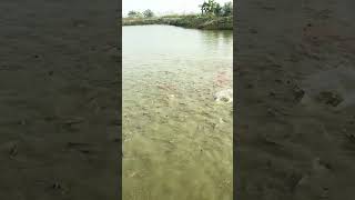 fishingvideo villagefish seafood fishing fish bigfish fishseafood streetfood fishcuting [upl. by Zetrok272]