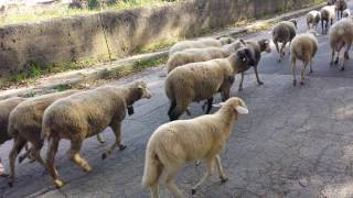 Gregge di pecore merinos al pascolo con agnelli montoni capre e cani pastori maremmani Transumanza [upl. by Germana7]