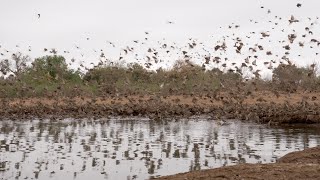 Huge flocks of Red billed Quelea make an impressive sound [upl. by Angadresma]