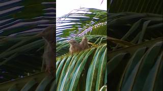 YELLOWBILLED BABBLER BIRDSbirdsbirdloversshortvideoviralvideoshortsviralsrilankaviralshort [upl. by Karlis]