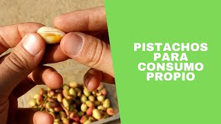 Recogiendo pistachos para autoconsumo  2019 Castilla y León [upl. by Airoled]