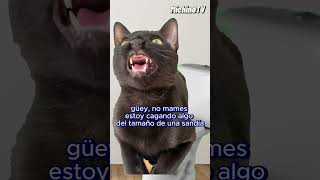 🐈‍⬛ SI el PAPÁ sintiera DOLORES de PARTO 😹😹😹 gatos cat humor [upl. by Felise]