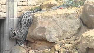 Snow Leopard cubs first outing into the main enclosure [upl. by Rann486]