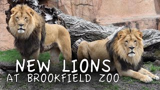 New Lions at Brookfield Zoo [upl. by Atiloj]