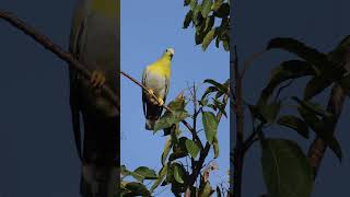 Yellow Footed Green Pigeon Treron phoenicoptera greenpigeon birds birdspecies 4k birdsvideo [upl. by Tullus]