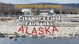 Creamers Field  They are Back Fairbanks Alaska  Love Alaska [upl. by Irahcaz]