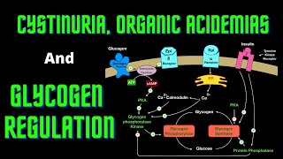 USMLE Step 1  Lesson 66  Cystinuria Organic Acidemias and Glycogen Regulation [upl. by Sremmus241]