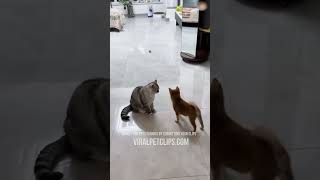 Try Not To Laugh 🤣 New Funny Cats Video 😹 PART 40 cat funny memes fails humor [upl. by Anirda]