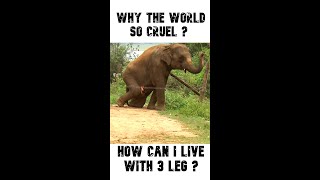 Heartwarming Crippled elephant with three legs Short [upl. by Ophelie575]