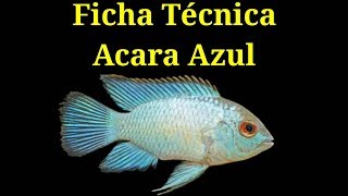 Ficha Técnica Acara Azul Andinoacara pulcher [upl. by Yelsiap]