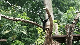 EP67  Pileated gibbons of Singapore Zoo [upl. by Nwahsear]