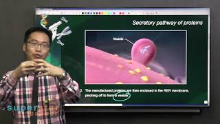 S3 Biology Secretory Pathway of Proteins [upl. by Cairistiona592]