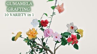 GUMAMELA GRAFTING 10 VARIETY IN 1 [upl. by Canute]