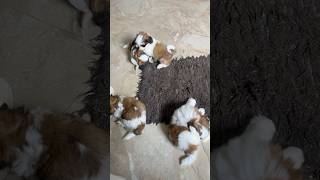 Everything You Need To Know About Shih Tzu Puppies [upl. by Spielman827]