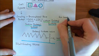 Western Blotting Part 1 [upl. by Areic]