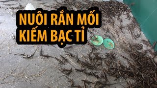 Bà bán hột vịt lộn THÀNH TỶ PHÚ nhờ nuôi RẮN MỐI [upl. by Lemhaj972]