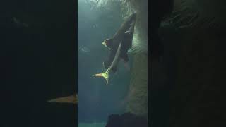 Amazon Redtail Catfish learn amazon catfish fish dallasaquarium [upl. by Tayler]