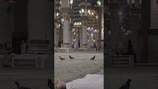 Madinahazanarabcountriesvlog live saudiarab birds muslimcountrymiddleeast oilrichcountry [upl. by Nylzzaj]