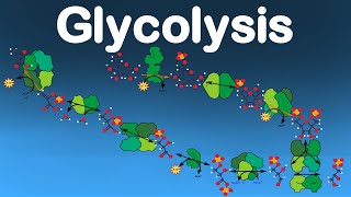 Cellular Respiration Pt1  The 10 Glycolisys Enzymes [upl. by Triplett]