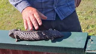 Tiliqua rugosa known as the shingleback or sleepy lizard animal [upl. by Helaine]