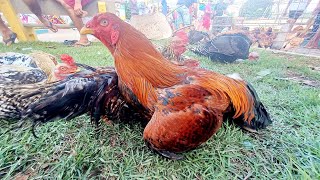 FEIRA DAS GALINHAS ðŸ” DE TAQUARANA COM BASTANTE AVES ALAGOAS BRASIL nordeste [upl. by Packston369]