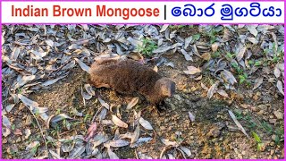 Indian Brown Mongoose  බොර මුගටියා Rozella 2024 [upl. by Sergei]