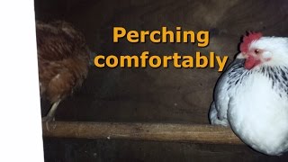 Perches  What your chickens want and wish you knew [upl. by Eibur67]