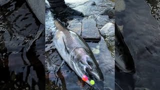 Best Day of Fall Steelhead Fishing EVER  October 23 2023  Centerpin Float Fishing [upl. by Maitland]