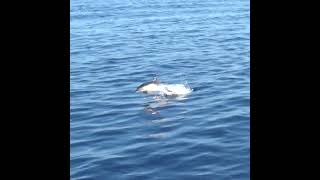 Common Dolphins in the Aegean Sea dolphins aegean aegeansea sealife greece mediterannean [upl. by Anitsirhcairam]