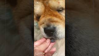 My chow chow dogs dont like storebought treats We make them ourselves dogtreats chowchow [upl. by Alcinia]