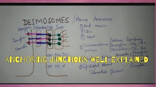 CELL JUNCTIONS PART2 DESMOSOMES amp ZONULA ADHERENS [upl. by Gardner]