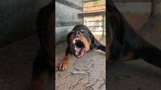 Rottweiler barking viral dog dogsound shortsfeed ytshorts [upl. by Clywd169]