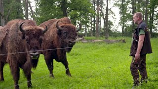 Streit um wilde Wisente Zerstören UrRinder den Wald SPIEGEL TV für ARTE Re [upl. by Adora492]